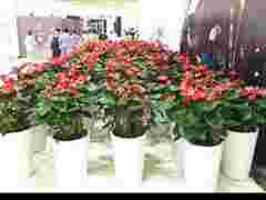 坤石园林专注于绿化租摆、花卉租赁市场开阔图1