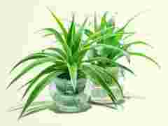 坤石园林植物租赁品质,十年专业,畅销全球的上海绿植租赁信赖选图1