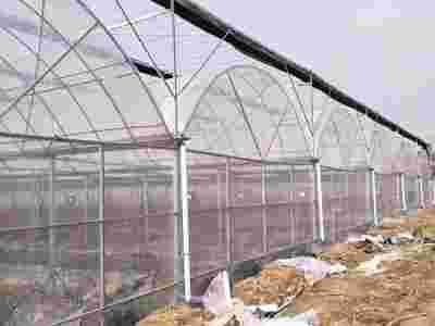 承接江西南昌抚州薄膜连栋温室大棚蔬菜温室大棚【筑安金】图2