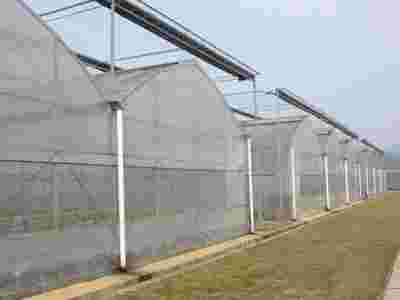 承接云南昆明昭通蔬菜室大棚育苗温室大棚【筑安金】图1