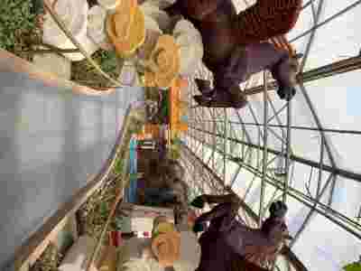 西藏山南林芝荷兰式玻璃智能温室大棚建造温室大棚安装调试图3