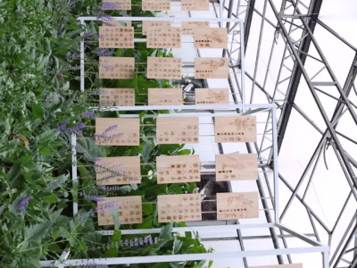 双鸭山七台河文洛式玻璃智能温室大棚建造温室大棚安装调试图3