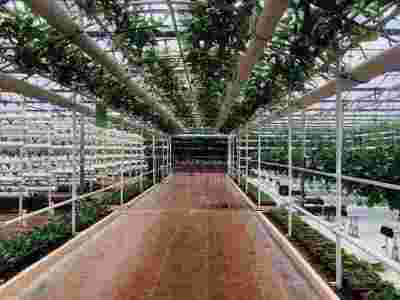 菏泽滨州文洛式玻璃智能温室大棚建造温室大棚安装调试图3