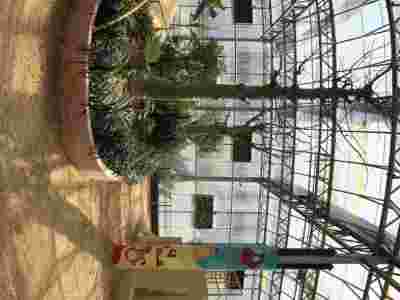 百色贺州荷兰式玻璃智能温室大棚建造温室大棚安装调试图4