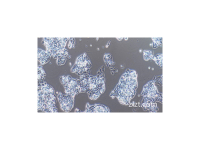 Akkermansia muciniphila智立中特生物图1