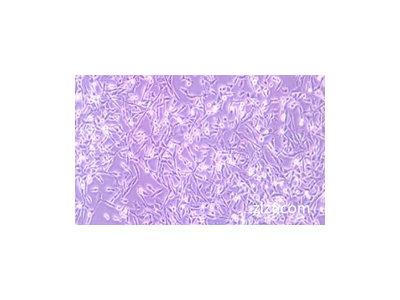 K7M2 wt小鼠骨肉瘤成骨细胞-荧光素酶标记图1