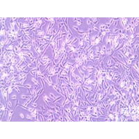 K7M2 wt小鼠骨肉瘤成骨细胞-荧光素酶标记